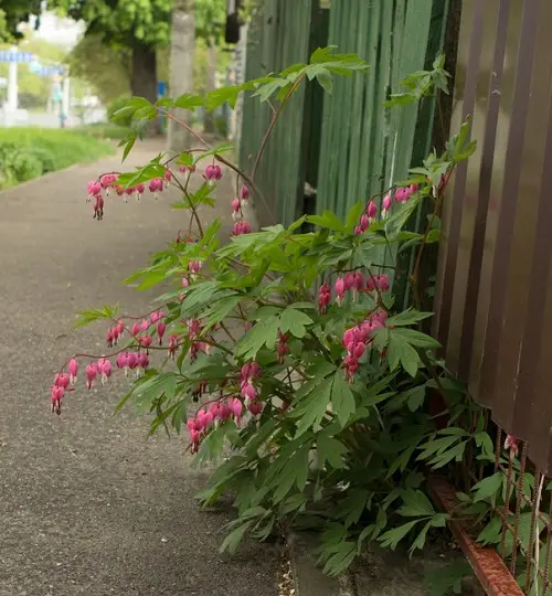 The summer season Blooming Perennials for Shade 9