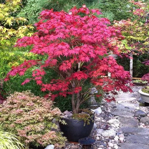 Beautiful Trees With Purple Leaves in pathway