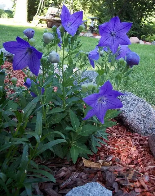 Blue Flower Names & Images in garden