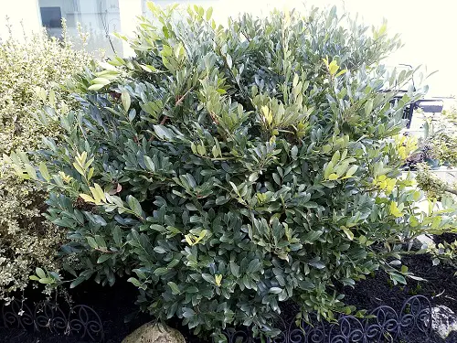 Best Distylium Varieties
