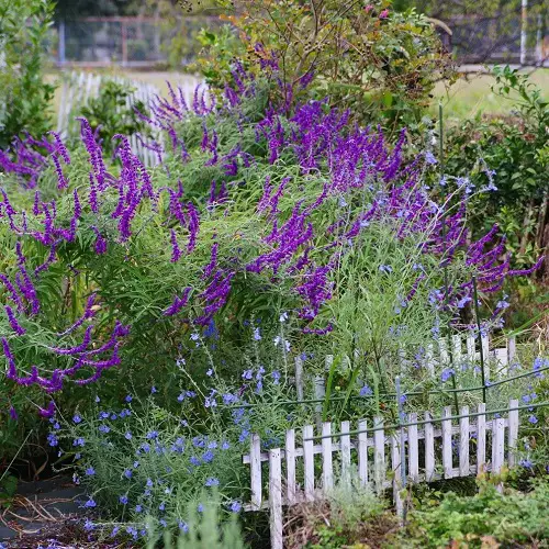 beautiful Blue Flower Names & Images