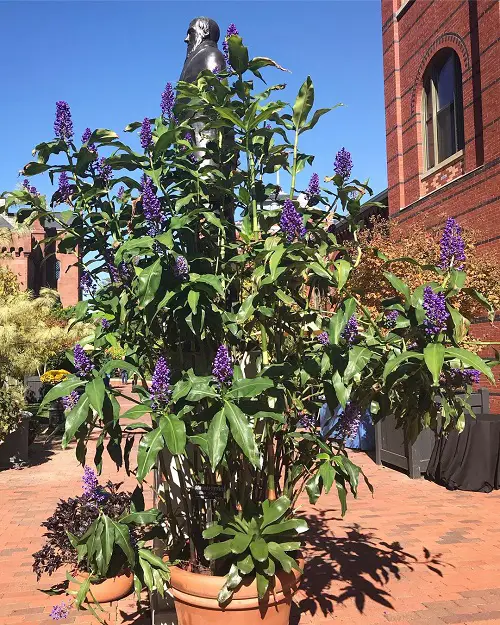 Blue Flower Names and Images in pot