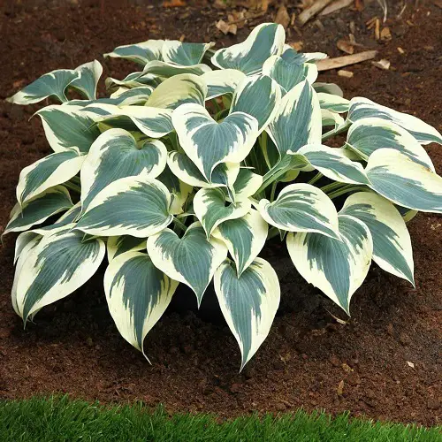 Vibrant Hostas You Have to Plant in Your Yard 