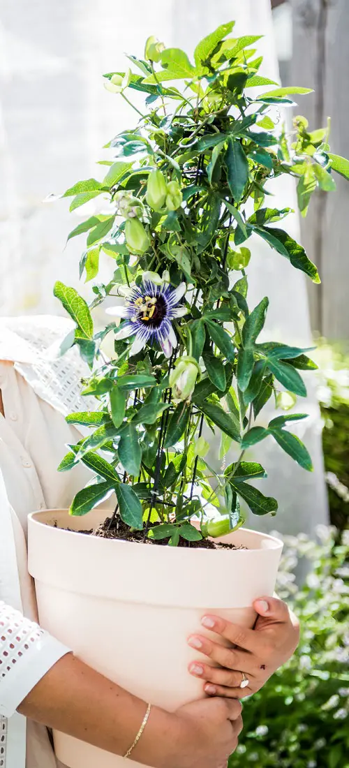 best Blue Flower Names with Pictures