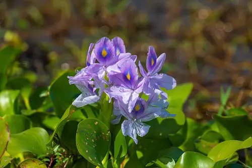 Blue Flower Names & Images in pot
