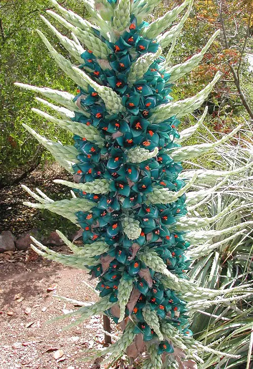 Puya Alpestris Sapphire Tower Care