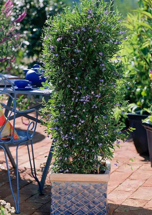best The Greatest Evergreens for Interest Throughout the Year