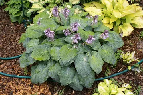 Hostas with Purple Flowers 4