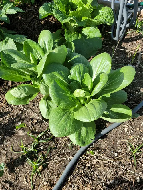 Cruciferous Vegetables You Can Grow in garden