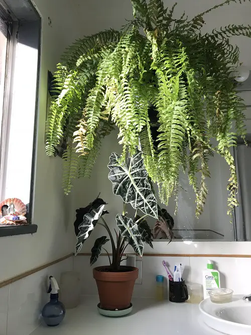 Best Shower Plants near window
