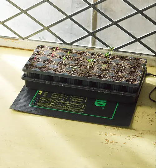 seed germanition Bottom Heat