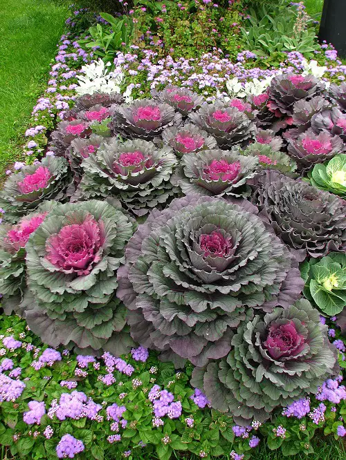 plants with purple and green leaves