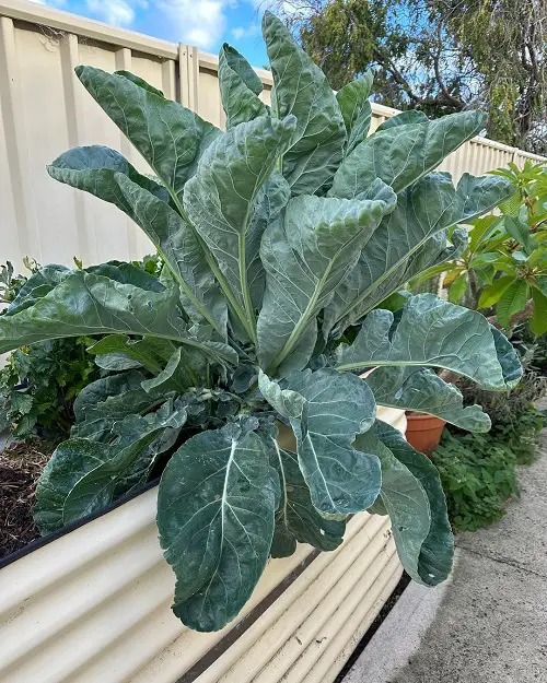 Cruciferous Vegetables You Can Grow