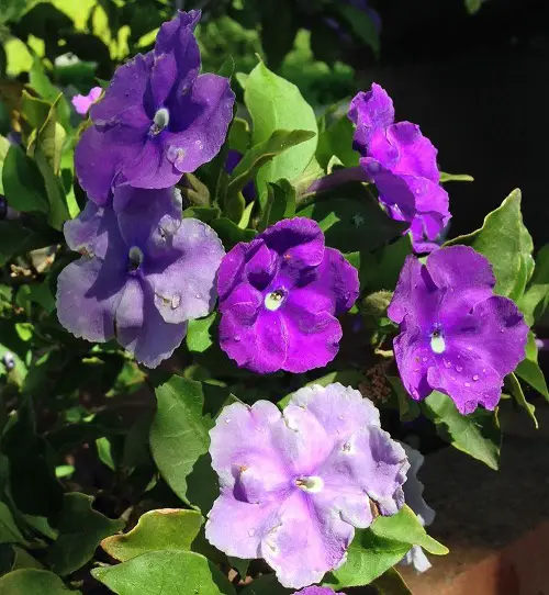 best Blue Flower Names with Pictures