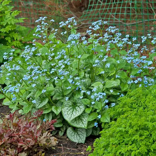 Shade-Growing Perennials That Bloom All Summer 2
