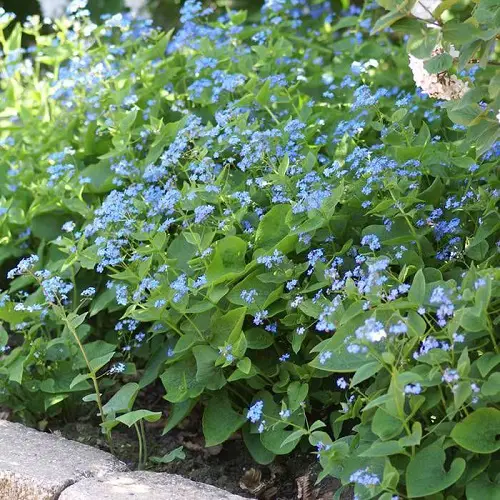 Blue Flower Names near Frame