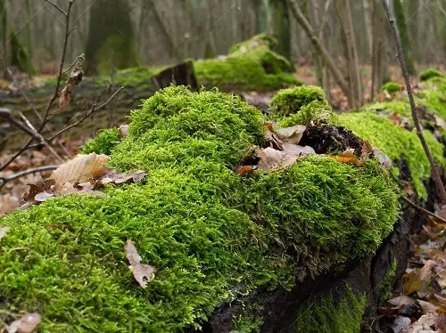 moss Best Grass Alternative Plants