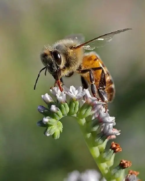 Are Bumble Bees Dangerous
