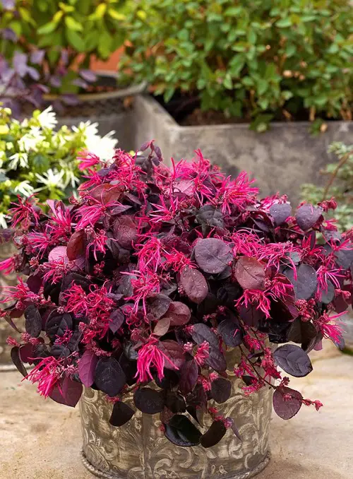 Best Red Leaf Plant Varieties 