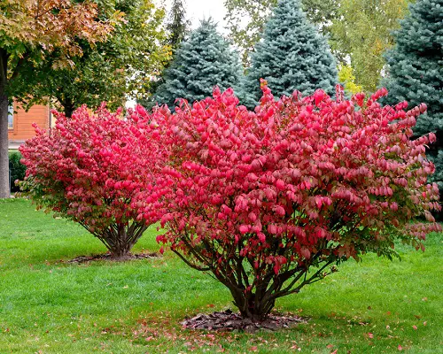 Various Red Leaf Plants 