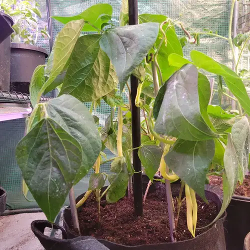 Best Vegetables that are Ready to Harvest in pot