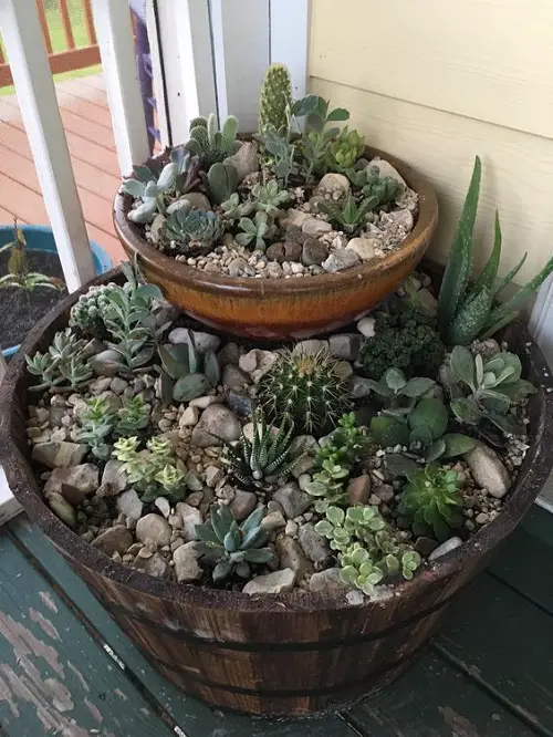 Succulent Plants for Barrels