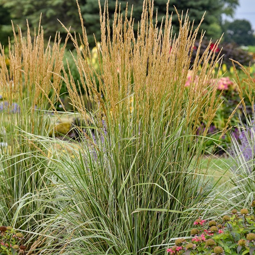 The Best Shade-Growing Ornamental Grasses 