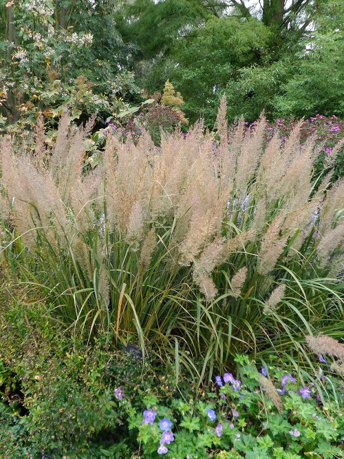 Best Ornamental Grasses For Shade in garden