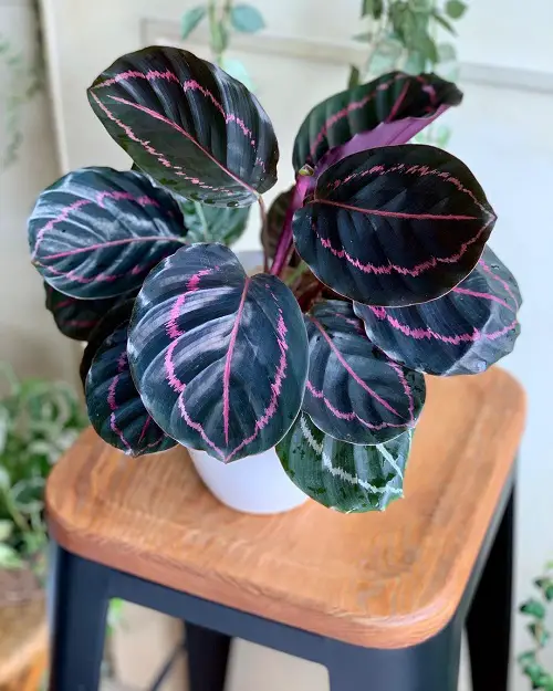 Plants with green and purple leaves 2