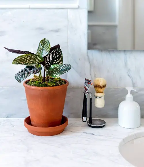 Best Shower Plants near mirror