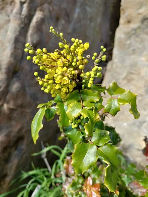 Under Large Trees: Plant Life 1