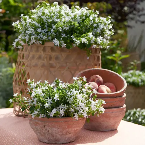best Summer Blooming Perennial Flowers