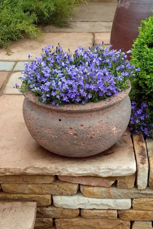 Wonderful names for blue flowers in your yard