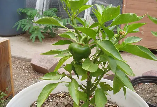 type of Candy Apple' Bell Pepper