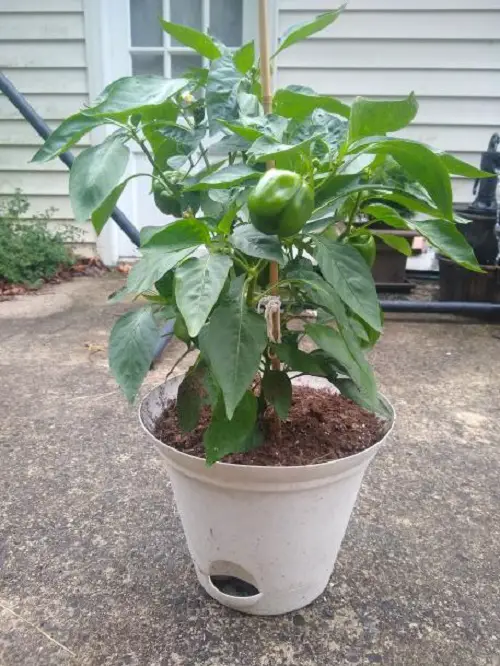 Rosemary Companion Plants pepper