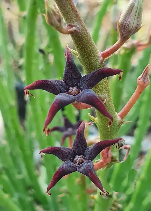 purple flowers succulent 5