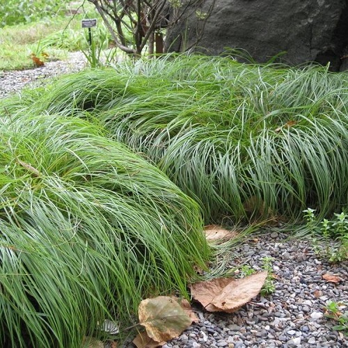 Decorative Grasses That Provide Shade