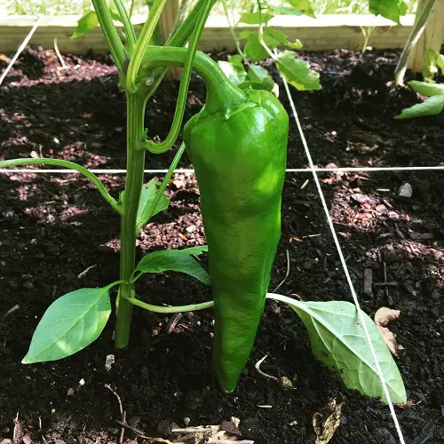 Types of Bell Pepper Varieties