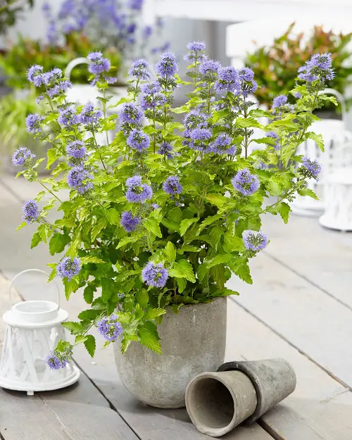 Blue Flower Names & Images in pot