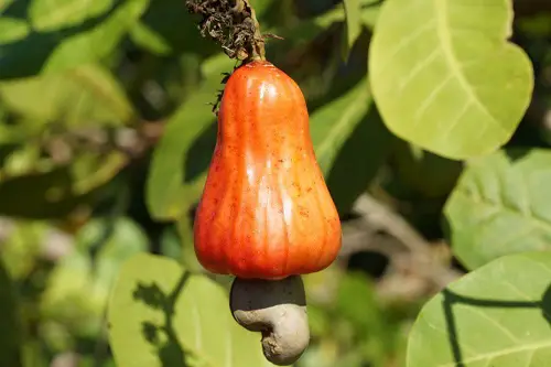 What Do Cashew Apples Taste Like