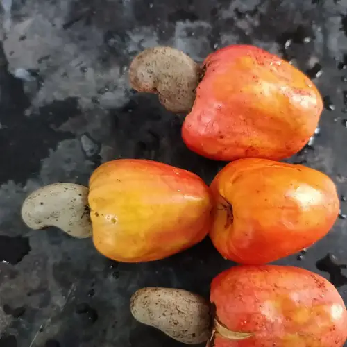 Can You Eat a Cashew Fruit