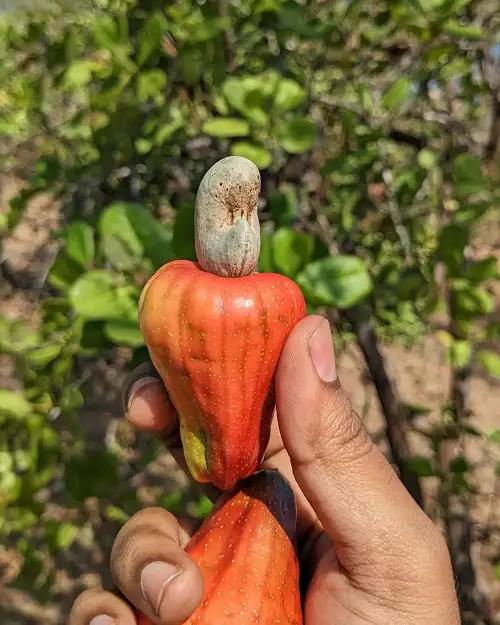 Nutritional Value of Cashew Fruit