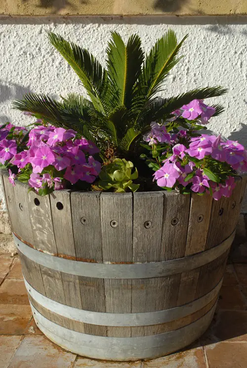 top Gorgeous Blooming Barrels Plants 