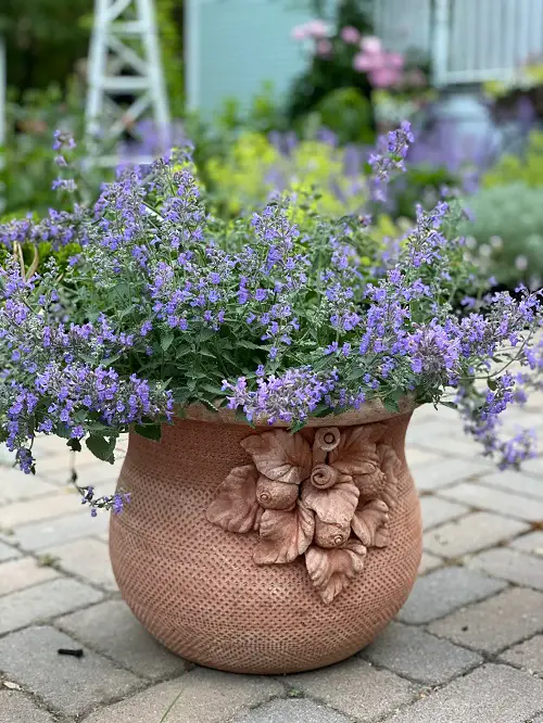 Blue Flower Names & Images in garden