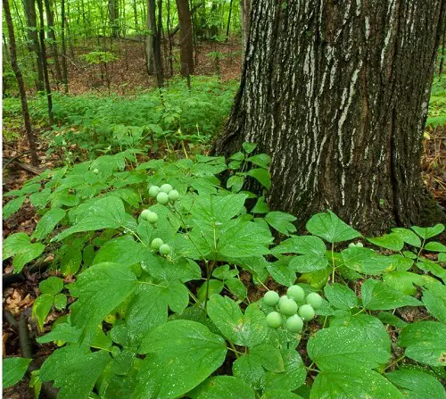 Growable Plants Beneath Large Trees