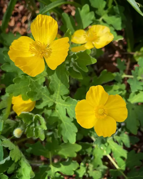 Shade-Growing Perennials That Bloom All Summer