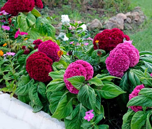 celosia are Sunflower Companion Plants