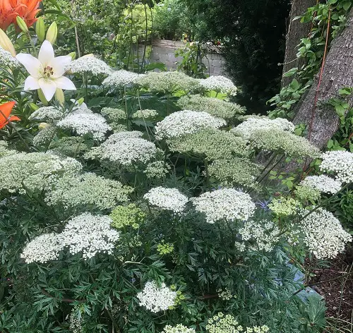 Growable Plants Beneath Large Trees3