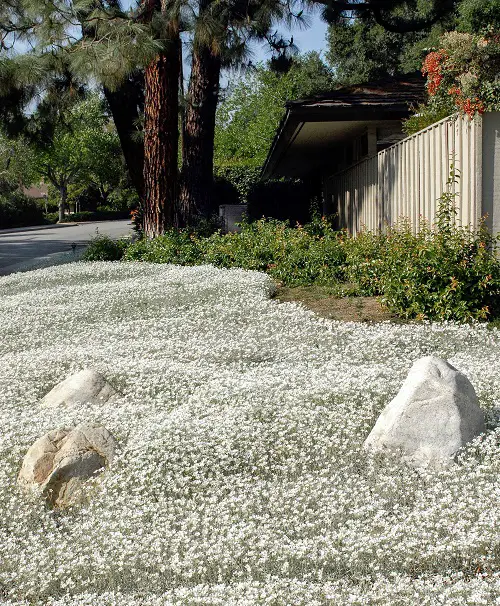 top Alternatives for a No-Mow Lawn