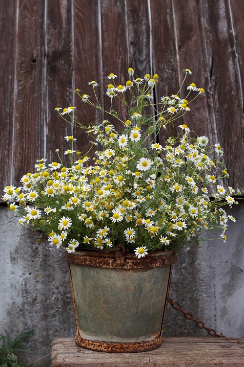 Chamomile are Sunflower Companion Plants